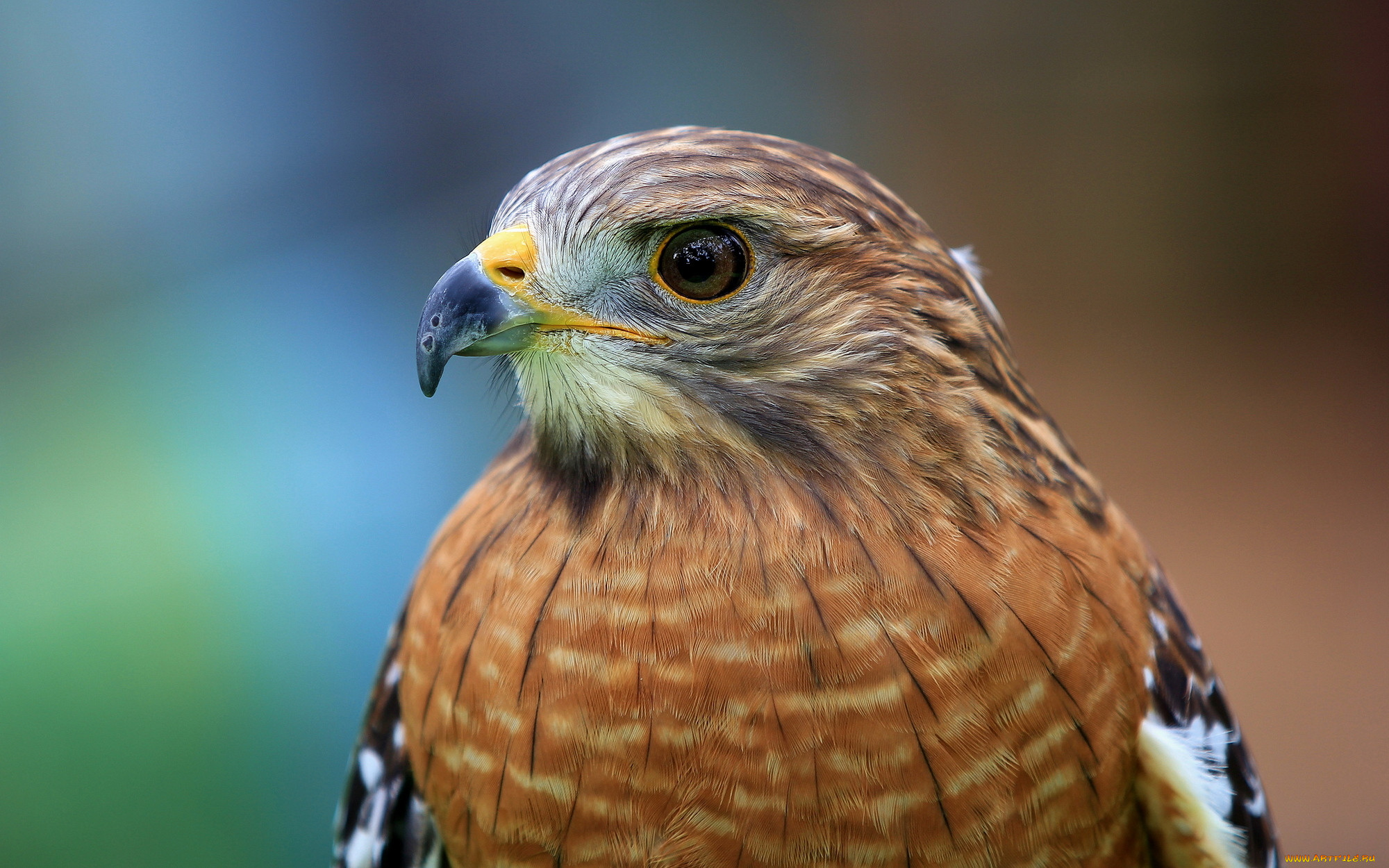 , , , red-shouldered, hawk, , , 